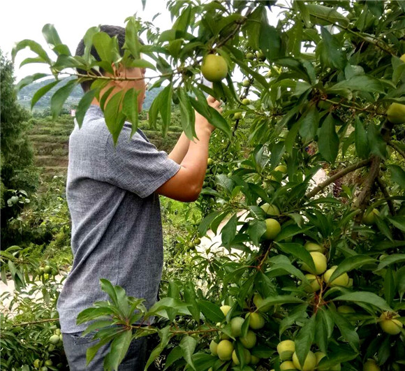 巧打乡愁牌 土货受青睐 云阳水口镇做靓网货销远方|云阳|李子|水口镇