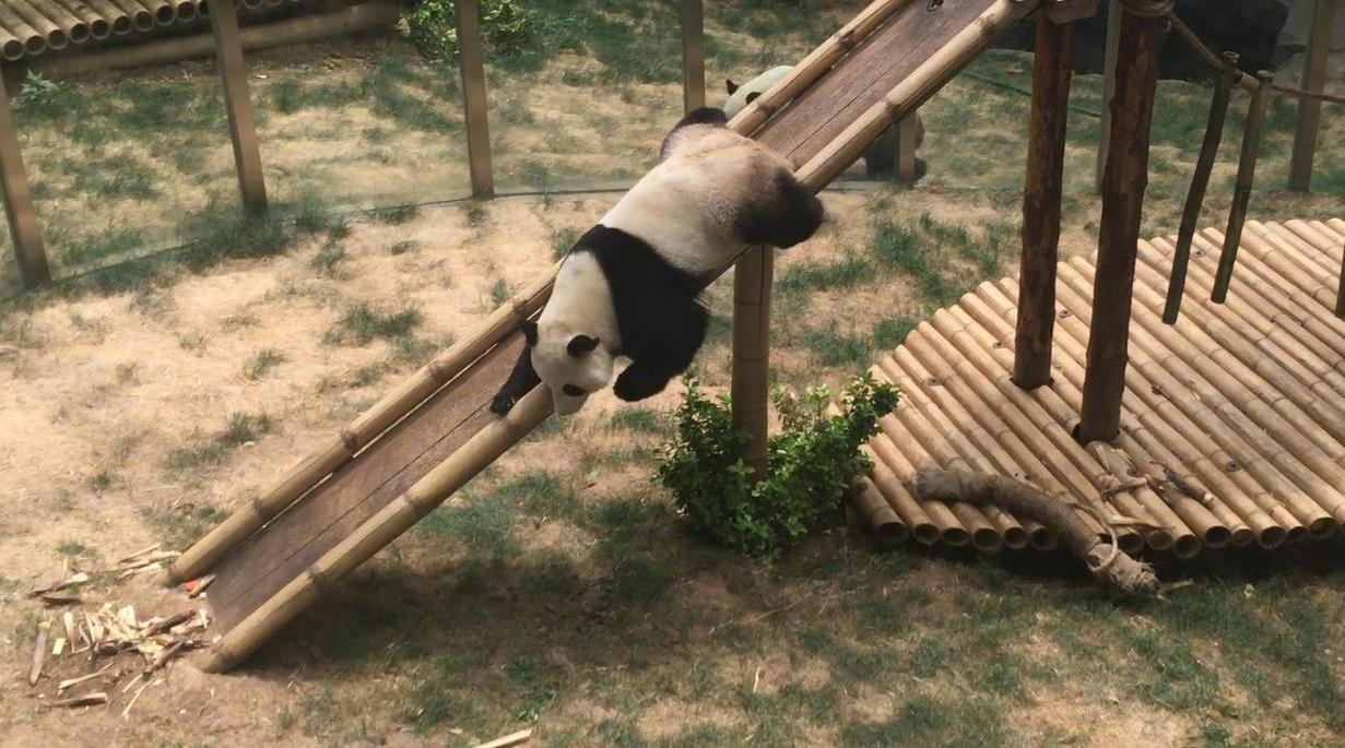 国宝大熊猫滑滑梯的姿势就是与众不同滑梯玩得溜是小意思