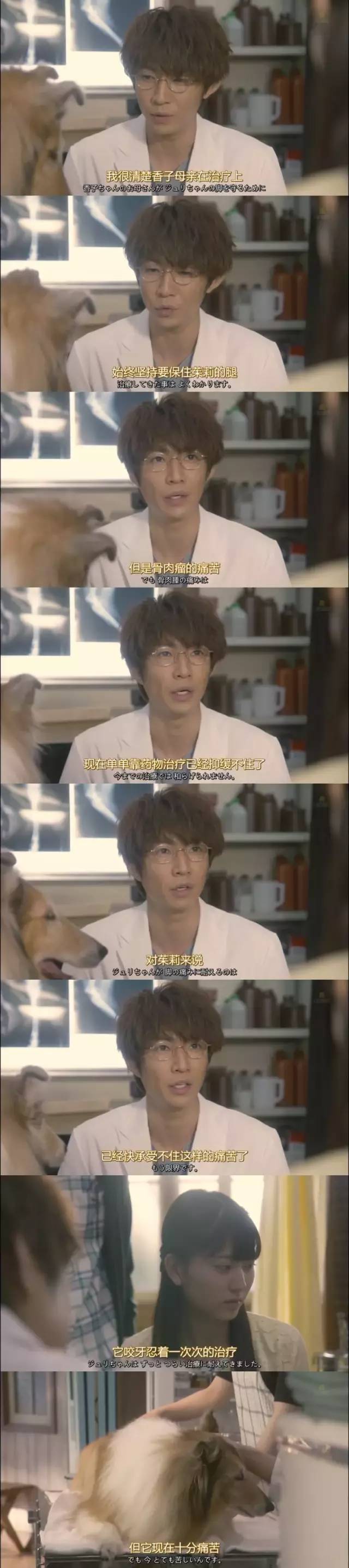 截肢后的朱莉陪伴了主人数月后还是不幸离世了。