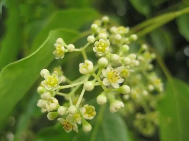 黎冬| 香樟记月