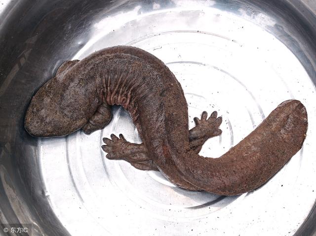 外表丑陋的"寿星鱼" 500元一条 农民养它成就亿元产业!