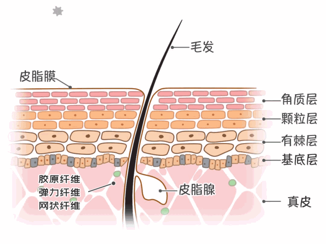 悦木之源|毛孔_新浪新闻