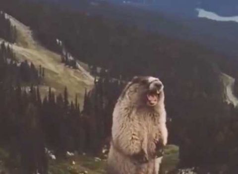 只土拨鼠叫菲尔,相信很多人都在恶搞视频中,听到过菲尔那声犀利的叫声