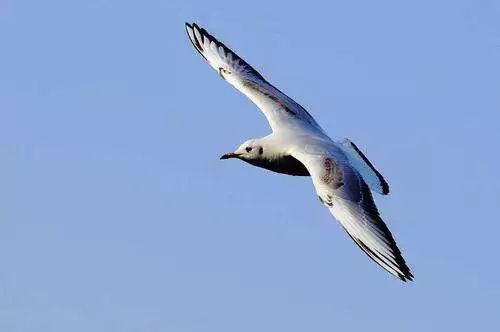 少年科学粉每日一题 | 翱翔,滑翔,鼓翼……鸟儿飞行方式这么多?