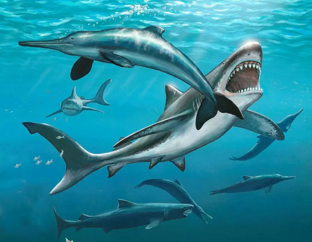 【说闻解事】"史上最凶悍生物"巨齿鲨为何灭绝了?