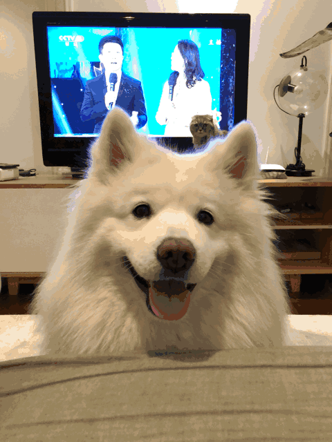 一只很乖的狗狗大家快夸一下