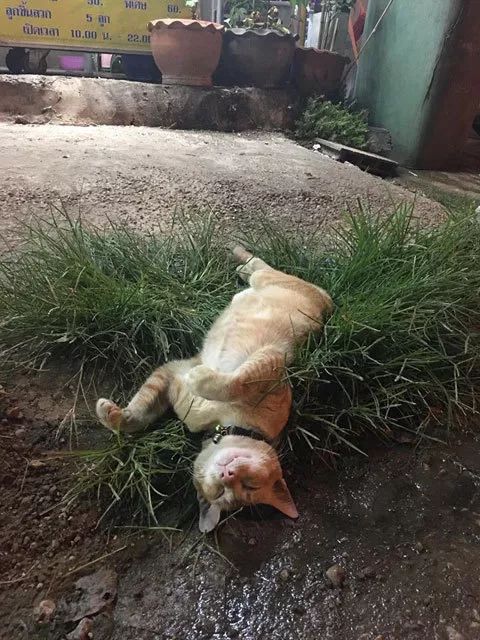 摊前死掉的橘猫,知道真相的顾客哭笑不得.