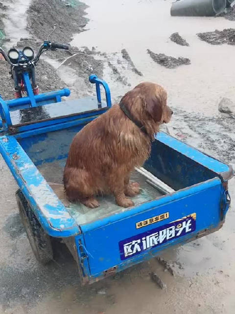 外面下着大雨狗子守着三轮车等主人回来