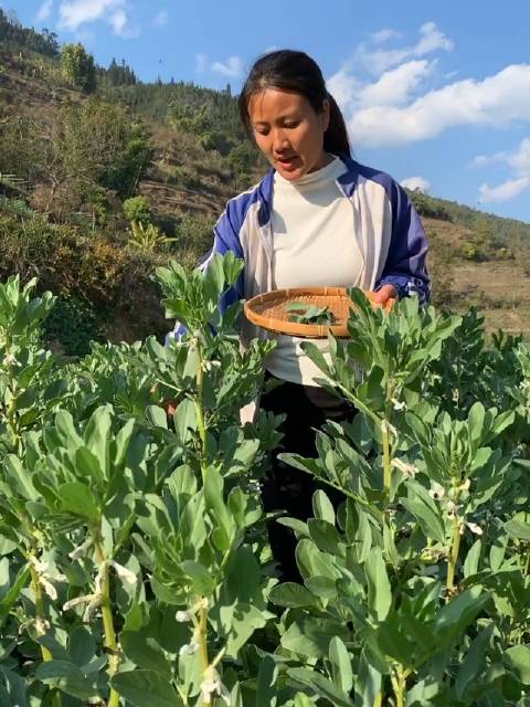 云南淋可可: 你们有吃过蚕豆叶子做粑粑吗?这样做也好好吃
