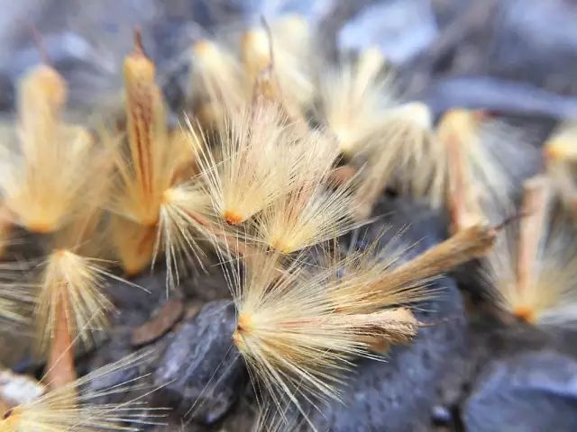 一年一度的梧桐毛毛已上线,@江苏小伙伴们,你做好准备了吗