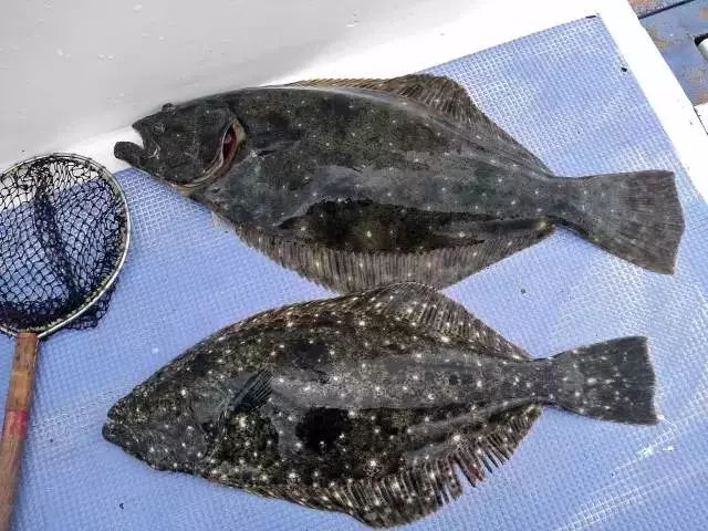 所谓鸦片鱼,其实就是牙鲆鱼的别