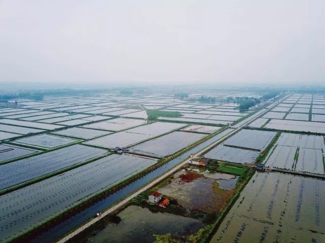 是每位小龙虾吃货们的圣地 潜江境内境湖泊星罗棋布, 汉江,东荆河等