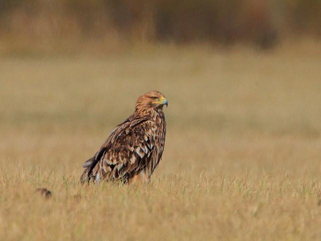 新疆有14种最珍稀鸟你可认得