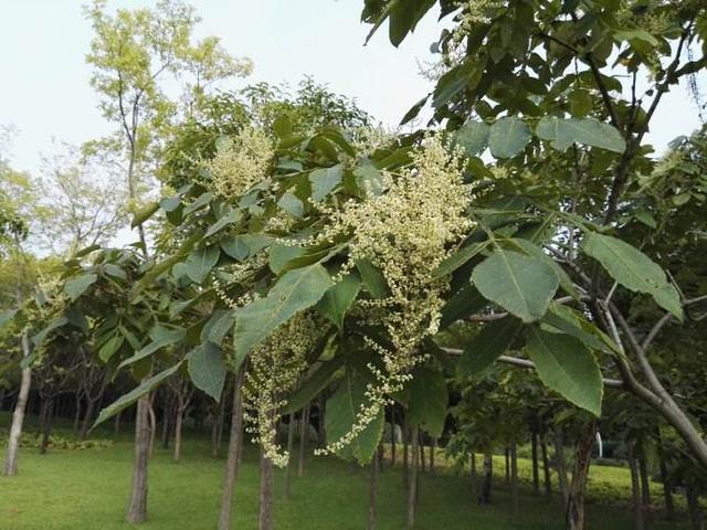 农村最咸的树 出的"汗"能当盐 种子能榨油 连虫瘿都是名贵中药