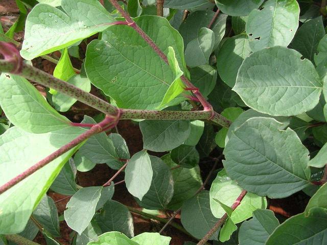 它在田野随处可见,却是治疗黄疸肝炎的良药!