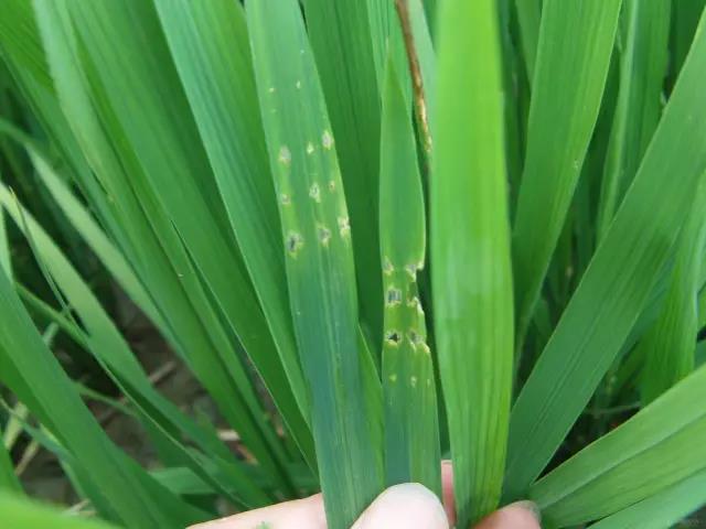 稻水象甲为害状稻水象甲危害症状