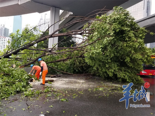 和园林局方面表示,台风过后的两周甚至更长一段时间内,树木的根基不稳