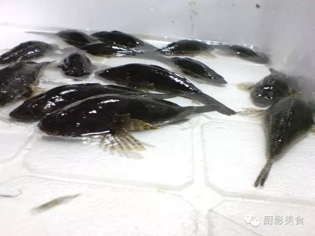 江南人的吃鱼时间表