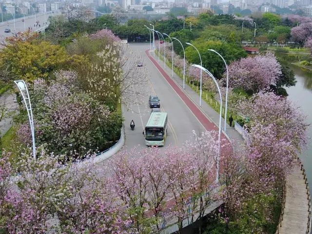 超美紫荆花航拍抢先看柳州又一次惊艳全国27万株洋紫荆开啦