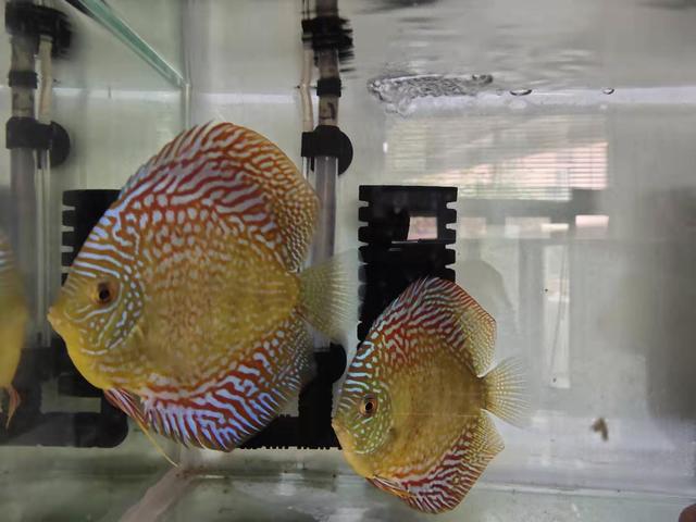 七彩神仙鱼的三个小秘密,很多鱼友并不知道