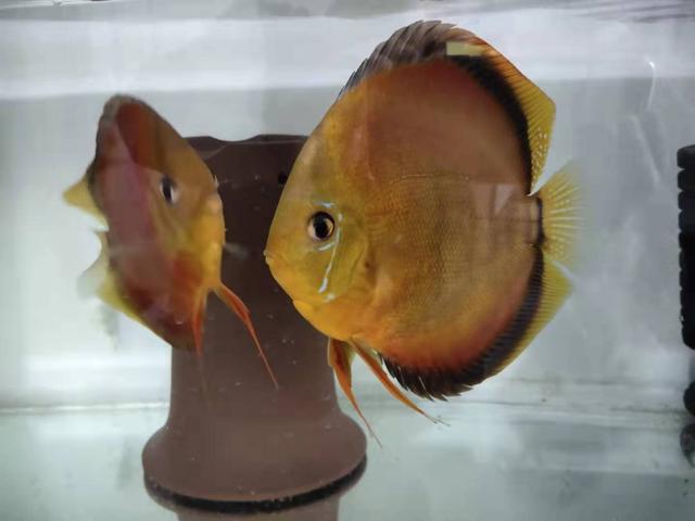 七彩神仙鱼的三个小秘密,很多鱼友并不知道