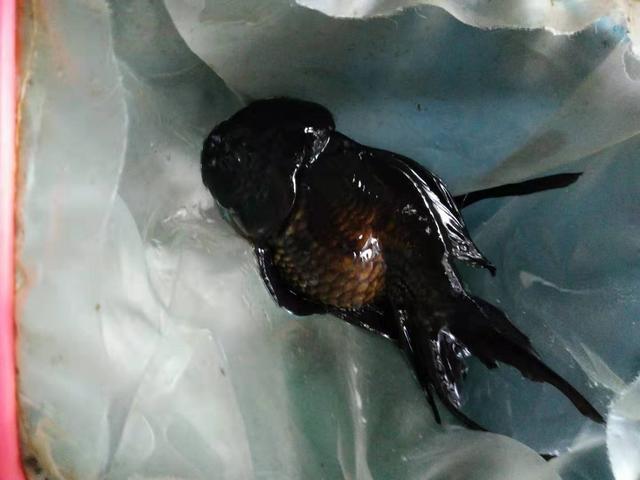 热带鱼冷水鱼哪一种观赏鱼相对来讲饲养起来比较省心省力