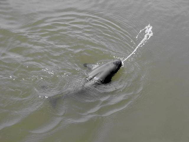 南京转成凉爽江里江豚玩吐水