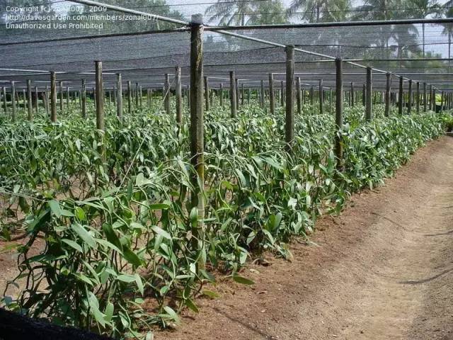 中国有句古话,樱桃好吃树难栽.