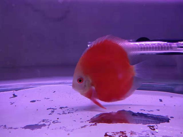观赏鱼患病,鱼缸里是不可以有清道夫出现的,再加上红金七彩的长期拒食