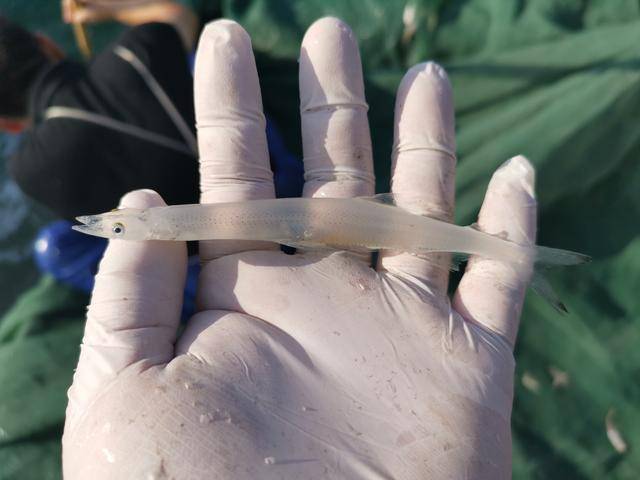 记者体验太湖打渔生活银鱼是这样被采摘的