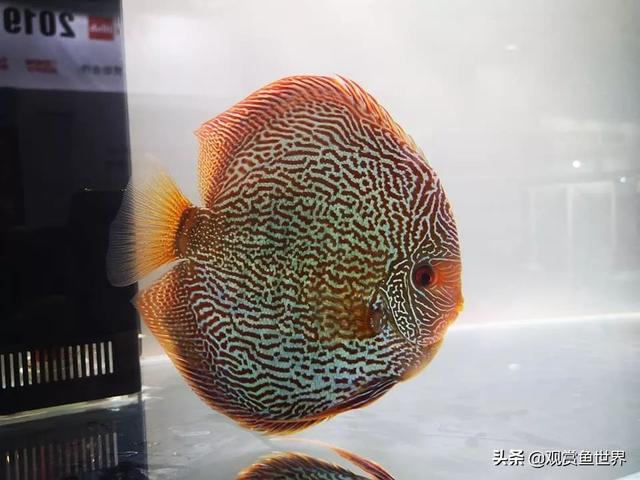 蛇纹七彩松石见证了几十年来人们对于七彩神仙审美的变迁,从野彩到