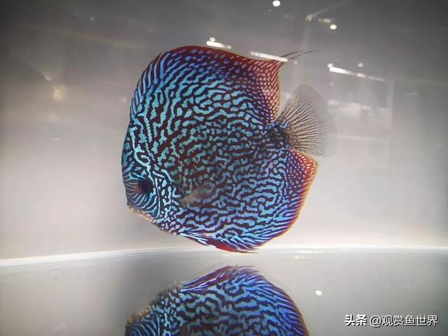 19年 cips世界七彩神仙鱼锦标赛花纹松石组冠军虽然红松石和蓝松石都