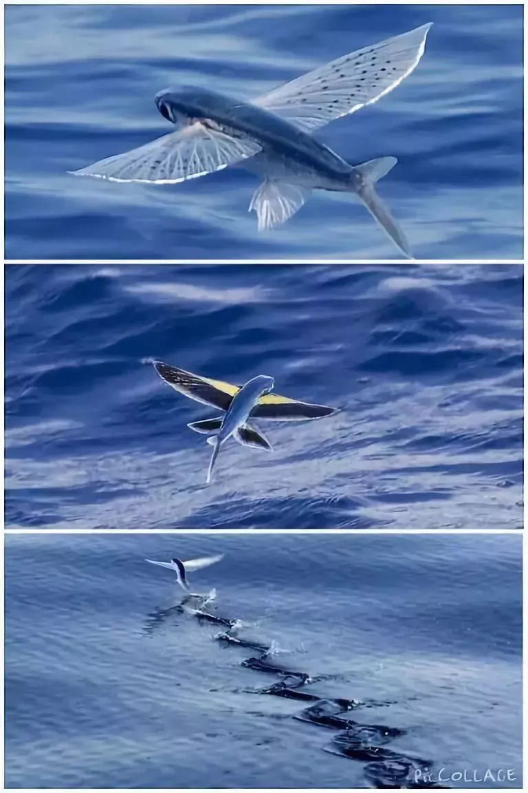 鲨鱼|大自然|火山爆发_新浪新闻