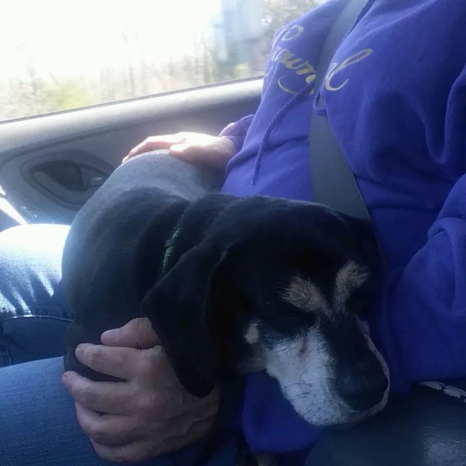 狗狗害怕的躲在主人身后,但它不知道主人已经签下安乐死同意书