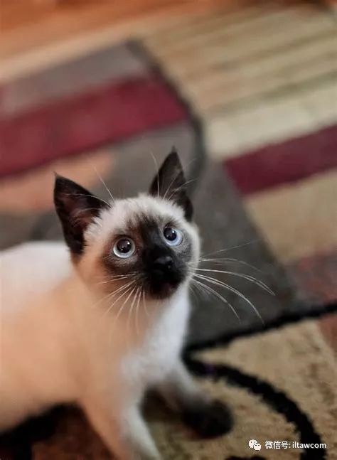 东方的月亮钻石暹罗猫