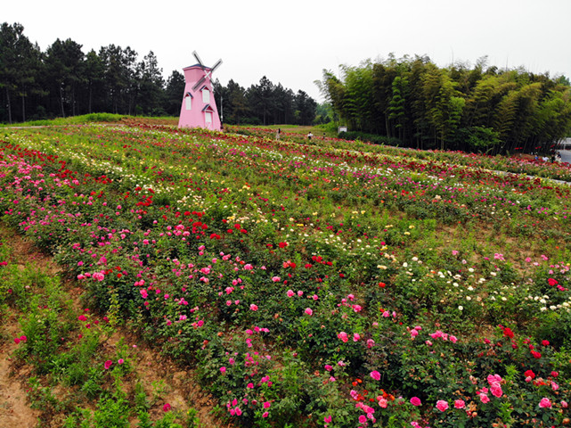 溧水石湫千亩玫瑰园近百个品种竞相绽放