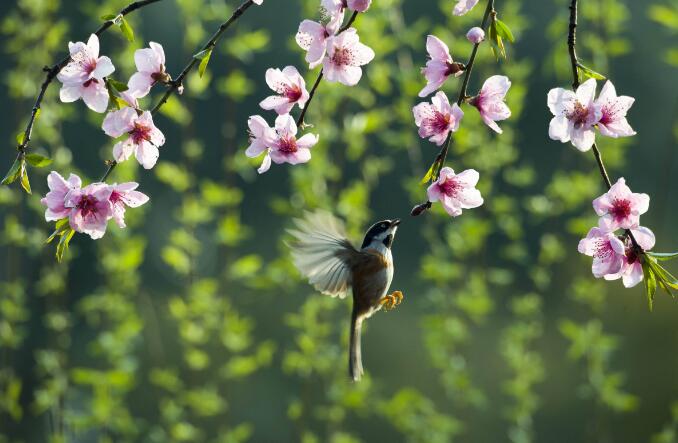 【传统文化·二十四节气】春分里的诗意