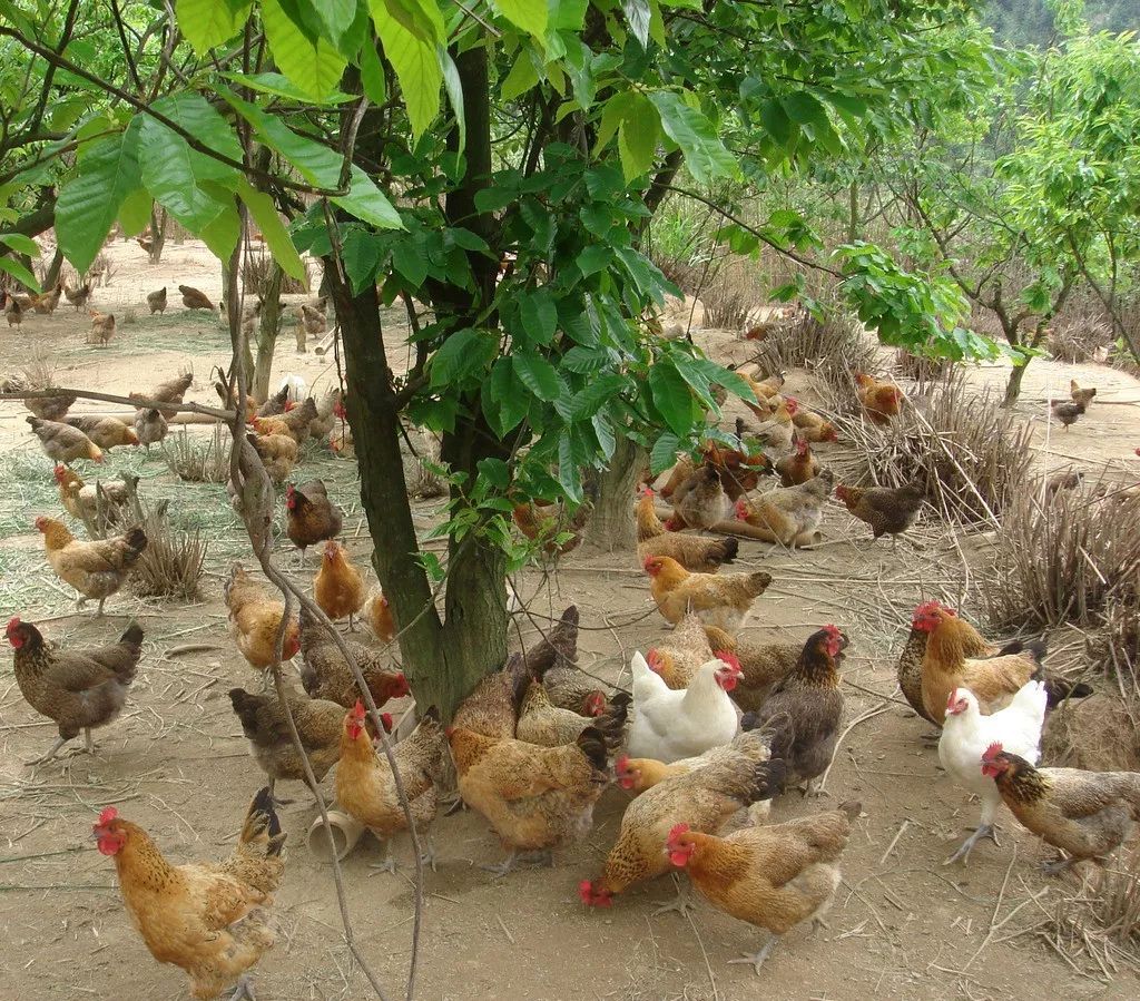 餐厅的土鸡和土鸭都是散养的是广西最大的中华鳖养殖基地拥有农业部的