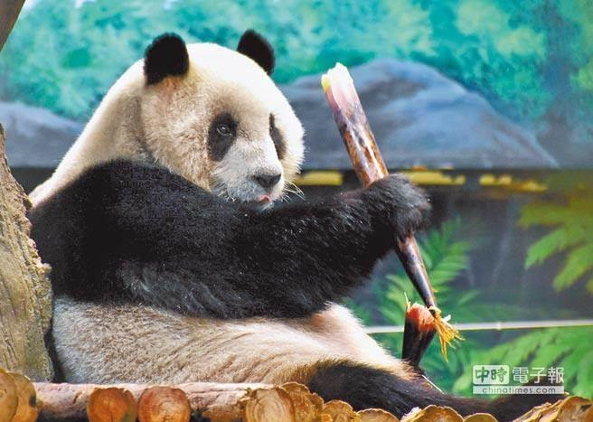 圆仔 图 “中时电子报”