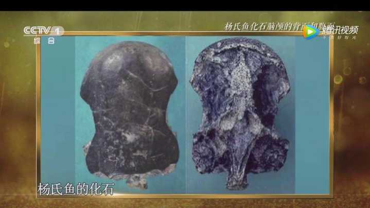 《朗读者》张弥曼:绍兴小囡用一甲子时光,与鱼化石"谈恋爱"