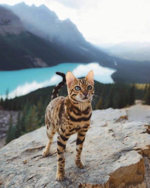 豹猫真是颜值担当