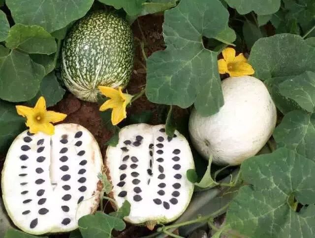 嗑,嗑,尽情嗑,这个黑色的南瓜子,有开口好剥皮!|南瓜子|果仁|黑籽南瓜