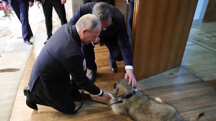 普京访问塞尔维亚再收获狗狗一只