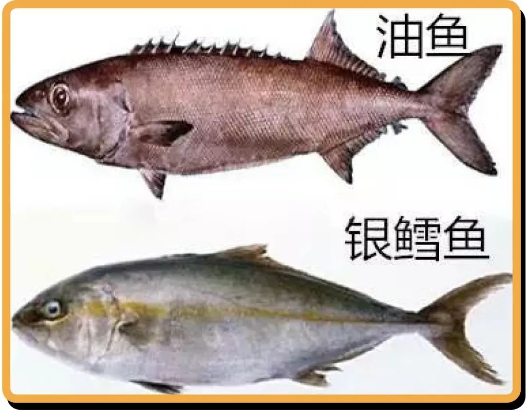 油鱼|鳕鱼|鲭_新浪新闻