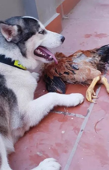 带二哈回老家,没想到狗子不仅吃鸡,而且几月后还有私生子上门认亲.