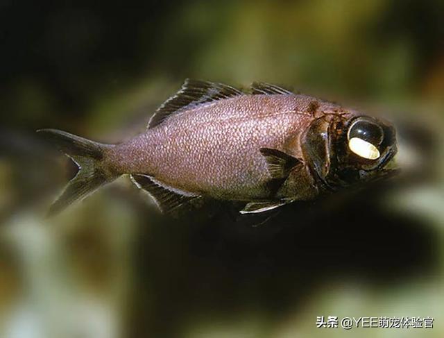 眼睛会发光的鱼,群游像星海闪烁,养在鱼缸里太浪费