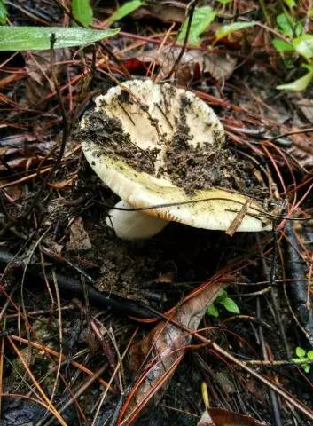 错过要再等一年!