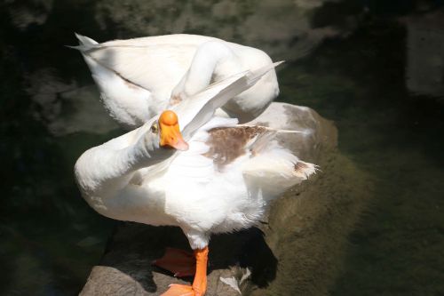 6月28日,流经济南市青少年宫的玉带河内,两只神态十足的大白鹅站在