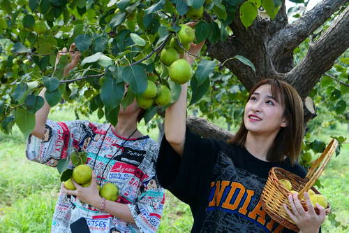 门头沟军庄镇第二十一届京白梨采摘节今日拉开帷幕