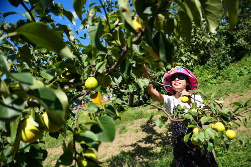 门头沟军庄镇第二十一届京白梨采摘节今日拉开帷幕
